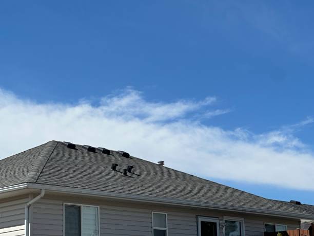 Best Roof Moss and Algae Removal  in Rehobeth, AL